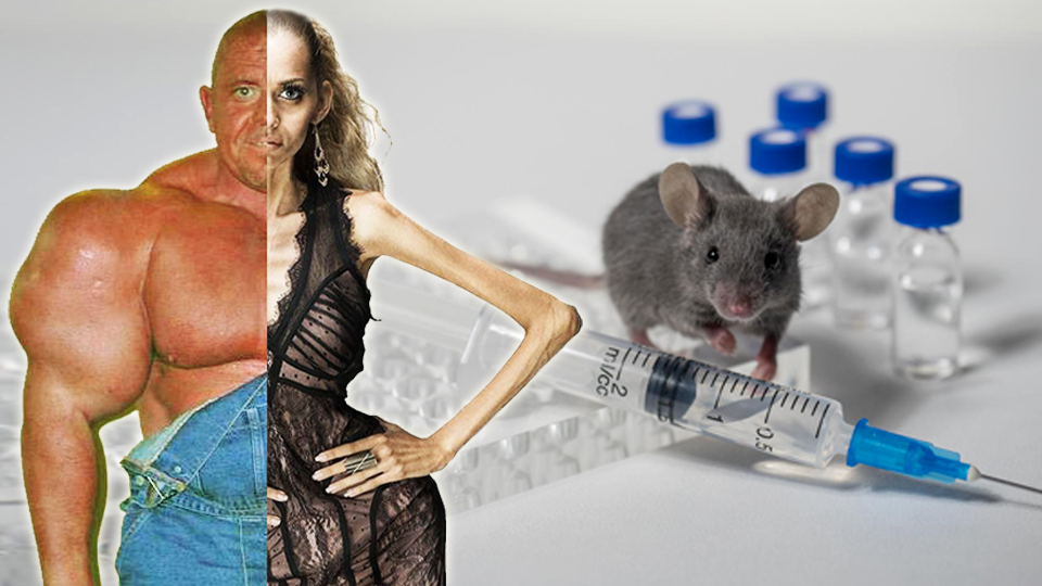 Мыши обвиняют: мышцы увеличатся, потеряв силу; жир уйдёт, как от болезни