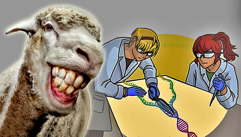 Овцам на смех: «вавиловцы» паразитируют на «лысенковцах»